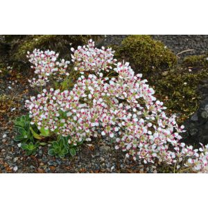 Saxifraga cotyledon Southside Seedling - Kőtörőfű