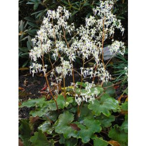 Saxifraga fortunei Wada - Kőtörőfű