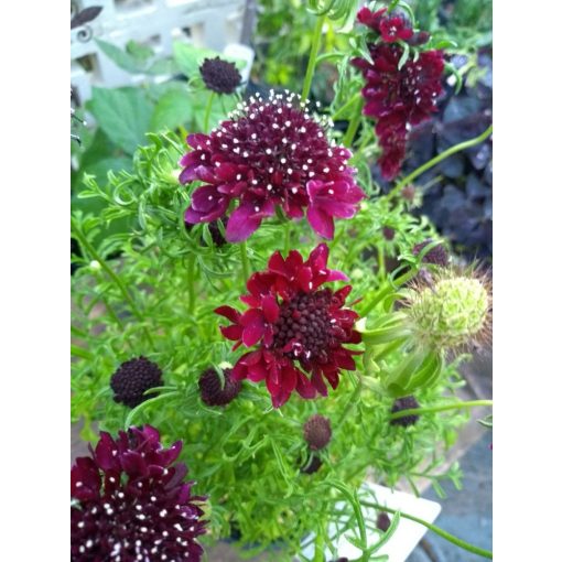 Scabiosa Barocca - Ördögszem