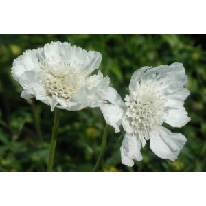 Scabiosa caucasica Miss Willmott - Kaukázusi ördögszem