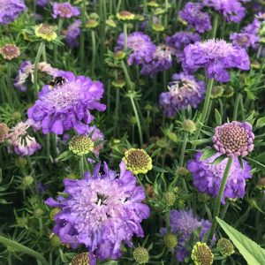 Scabiosa columbaria - Galambszínű ördögszem