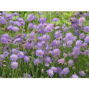 Scabiosa japonica alpina - Japán ördögszem