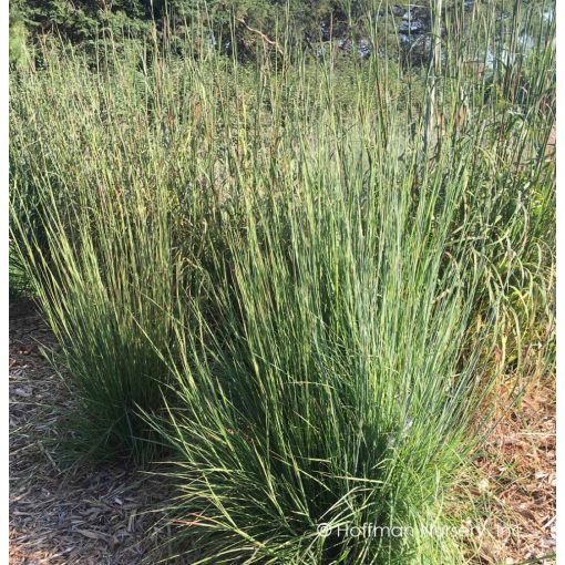 Schizachyrium scoparium Blaze - Szakállfű