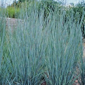 Schizachyrium scoparium Prairy Blues - Szakállfű