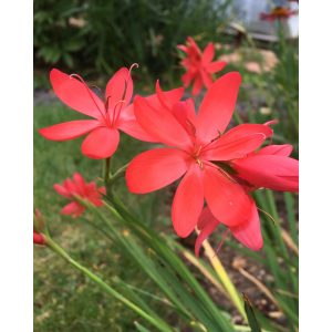 Schizostylis coccinea Major - Kafferliliom