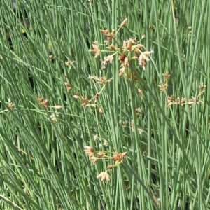 Scirpus lacustris - Erdeikáka