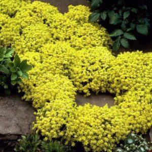 Sedum acre Aureum - Borsos varjúháj