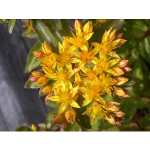 Sedum aizoon Aurantiacum - Aranysárga varjúháj