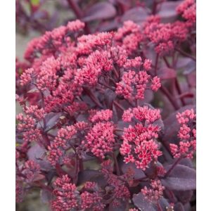   Sedum telephium Seduction Chocolate Cherry - Kárpáti varjúháj