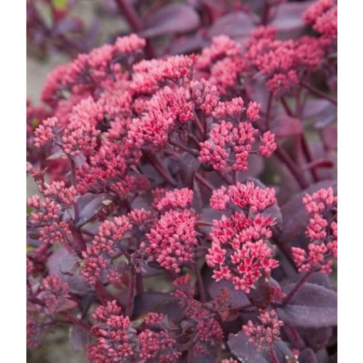 Sedum telephium Seduction Chocolate Cherry - Kárpáti varjúháj