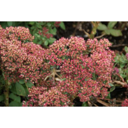 Sedum spectabile Indian Chief - Pompás varjúháj