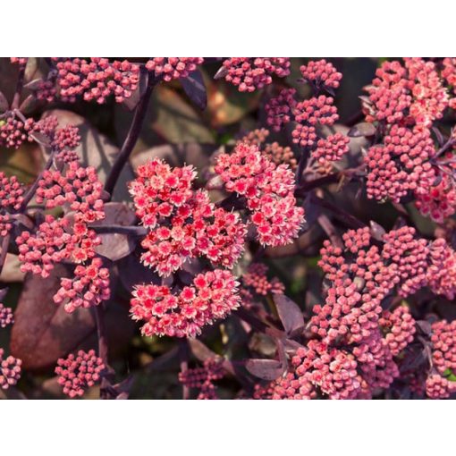 Sedum telephium Karlfunkelstein - Kárpáti varjúháj