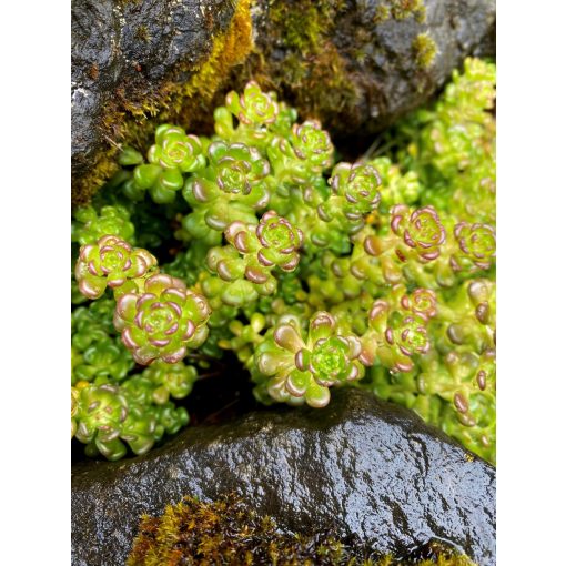 Sedum oreganum - Oregoni varjúháj