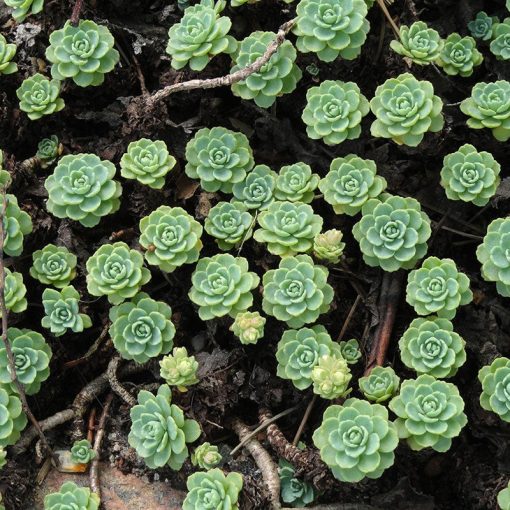 Sedum pachyclados - Varjúháj