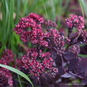 Sedum telephium Red Sparkle - Kárpáti varjúháj