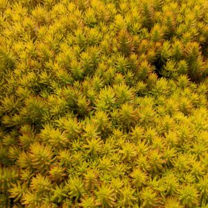 Sedum reflexum Angelina - Kövi varjúháj