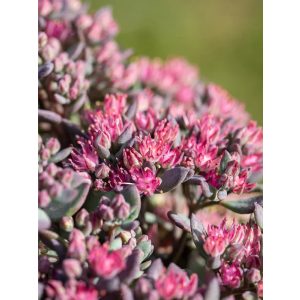 Sedum cauticola Robustum - Japán varjúháj