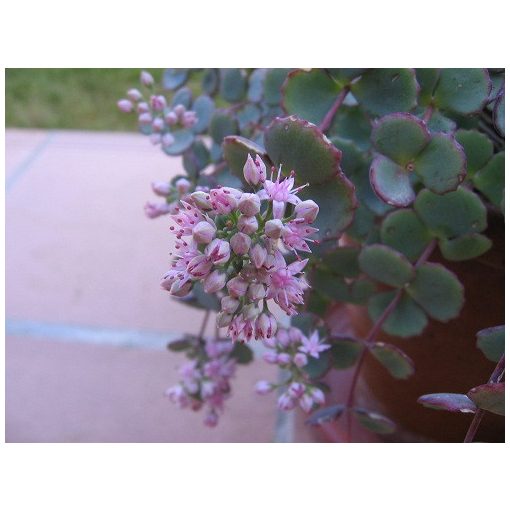 Sedum sieboldii - Októberi varjúháj