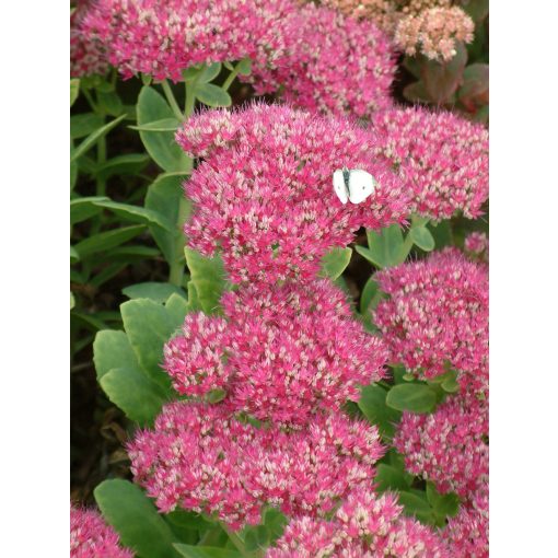 Sedum spectabile Lisa - Pompás varjúháj