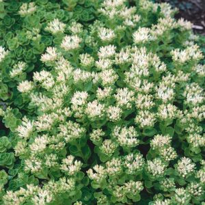 Sedum spurium Summer Snow - Kaukázusi varjúháj