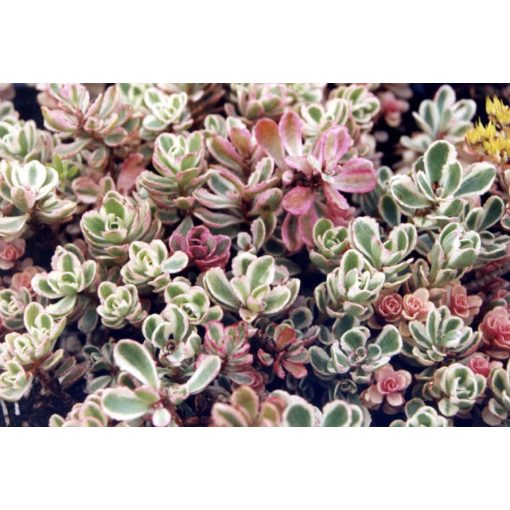 Sedum spurium Variegatum - Kaukázusi varjúháj