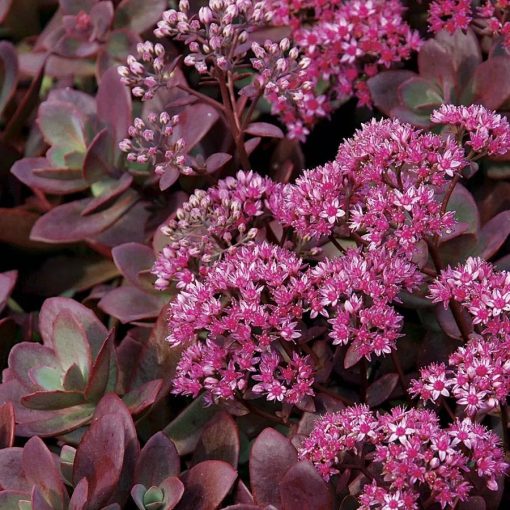 Sedum Sunsparkler Firecracker - Varjúháj