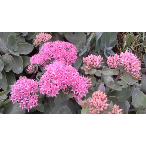 Sedum telephium Seduction Green Pink - Kárpáti  varjúháj