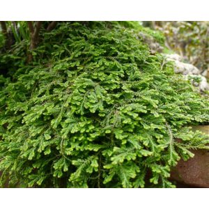 Selaginella helvetica - Hegyi csipkeharaszt