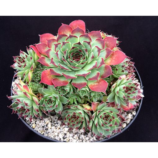 Sempervivum calcareum Guillaumes - Kövirózsa