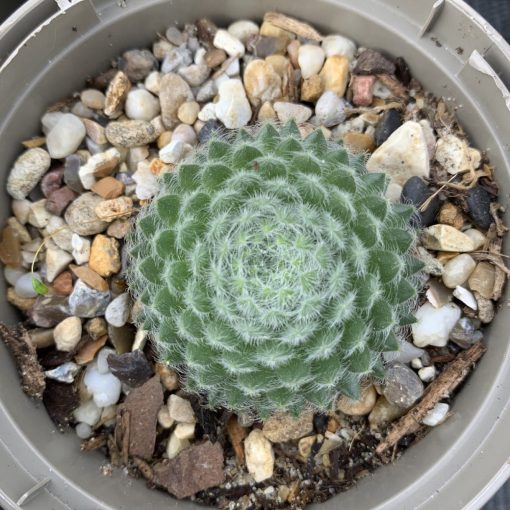 Sempervivum ciliosum borisii - Kövirózsa