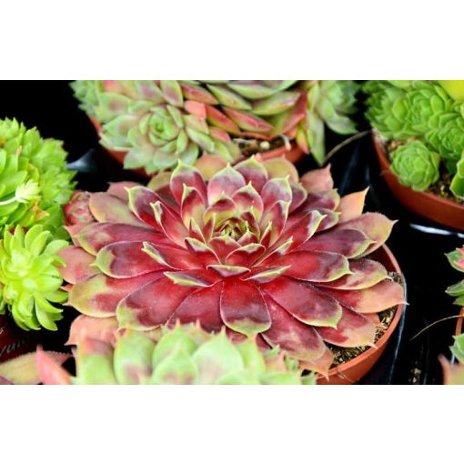 Sempervivum Commander Hay - Kövirózsa