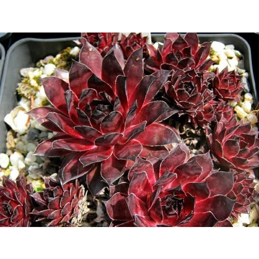 Sempervivum Dark Beauty - Kövirózsa