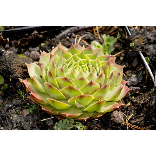 Sempervivum Gay Kester - Kövirózsa