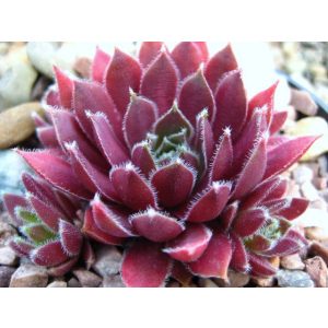 Sempervivum Irazu - Kövirózsa