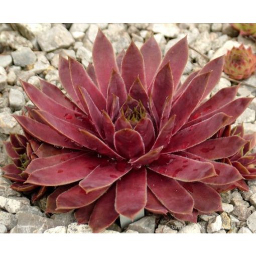 Sempervivum Lipari - Kövirózsa