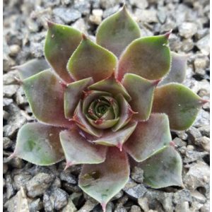 Sempervivum New Rose - Kövirózsa