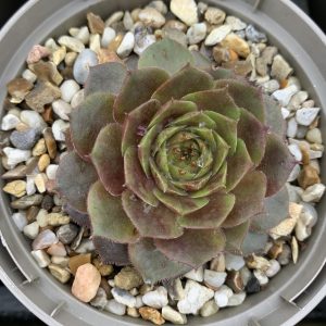 Sempervivum Smaragd - Kövirózsa