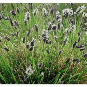 Sesleria argentea - Nyúlfarkfű