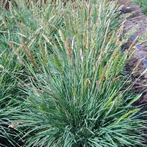 Sesleria glauca - Nyúlfarkfű