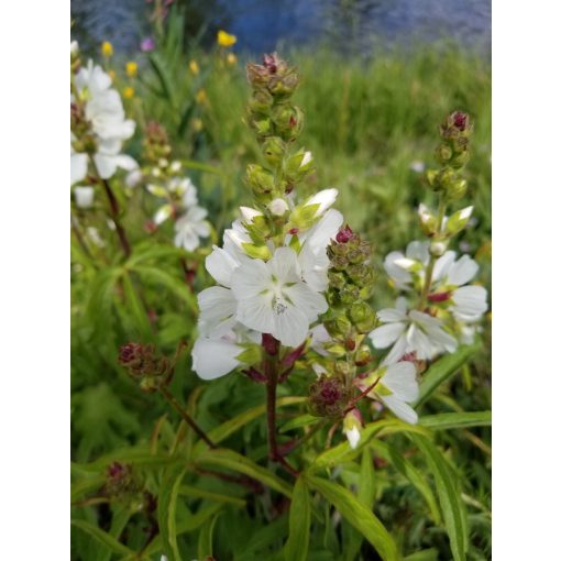 Sidalcea candida - Prérimályva