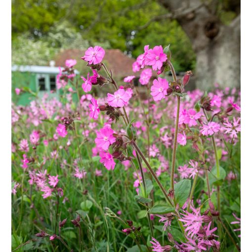 Silene dioica - Habszegfű