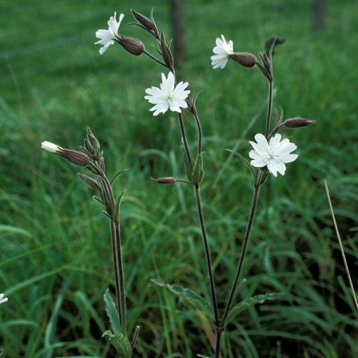 Silene latifolia alba - Habszegfű