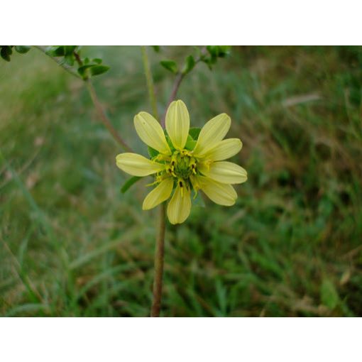 Silphium wasiotense - Csészekóró