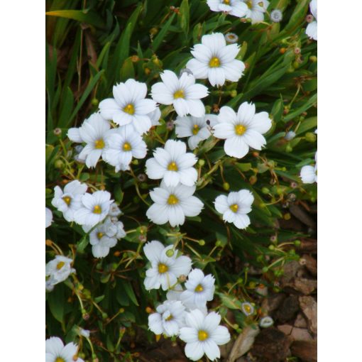 Sisyrinchium Iceberg - Sásbokor