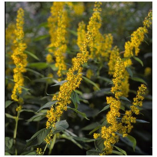 Solidago flexicaulis Flexi Belle - Aranyvessző