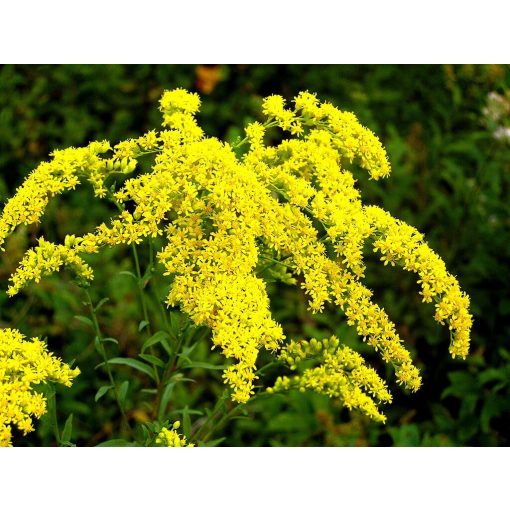 Solidago Goldkind - Aranyvessző