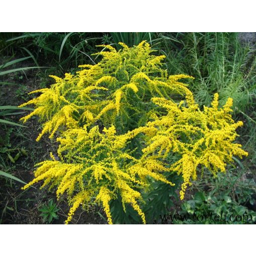 Solidago Strahlenkrone - Aranyvessző