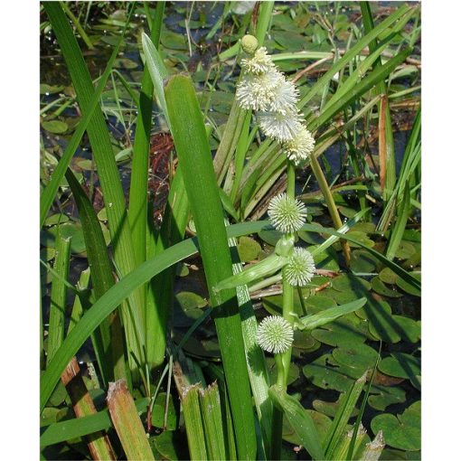 Sparganium erectum - Ágas békabuzogány