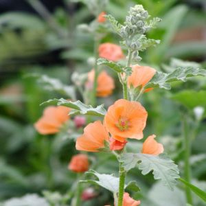 Sphaeralcea Childerley - Gömbmályva