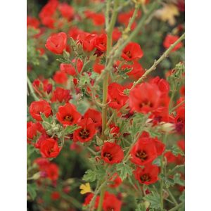 Sphaeralcea Newleaze Coral - Gömbmályva